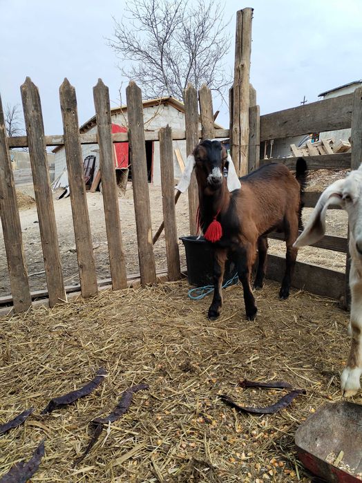 Țap anglonubian din părinți cu pedigree