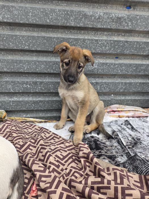 Мишелька девочка 2 месяца