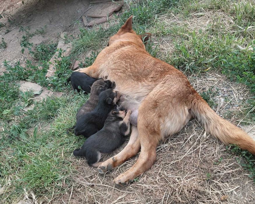 Donez catei 5 de saptamani!