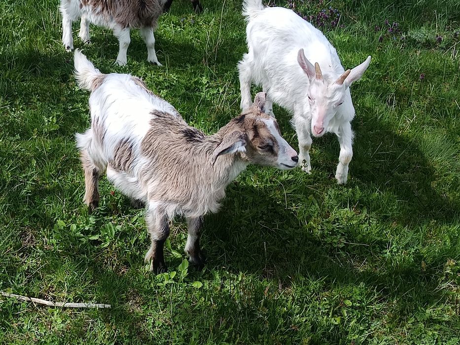 Disponibile Ieduțe+Țapisor