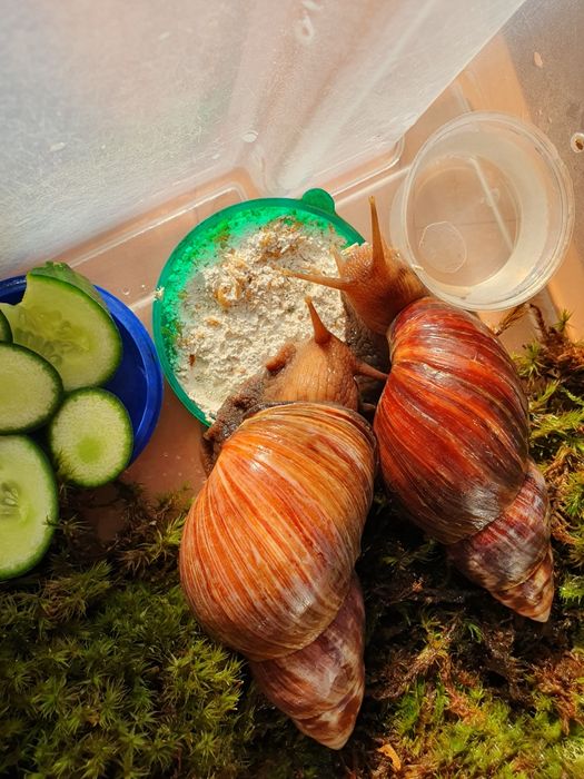 Улитки Ахатины!!