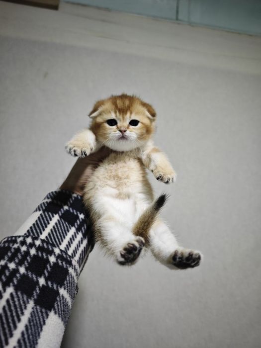 Zaltoy shinshila qiz bola