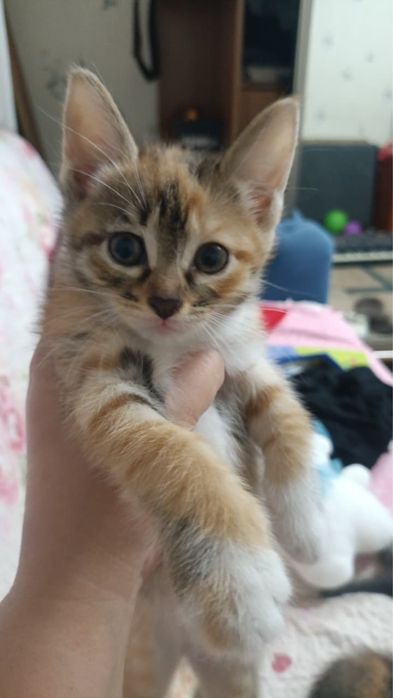 Отдам котят в добрые и заботливые руки
