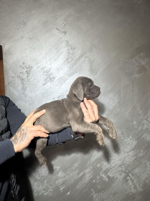 Кане Корсо Cane Corso is  an italiano breed mastiff