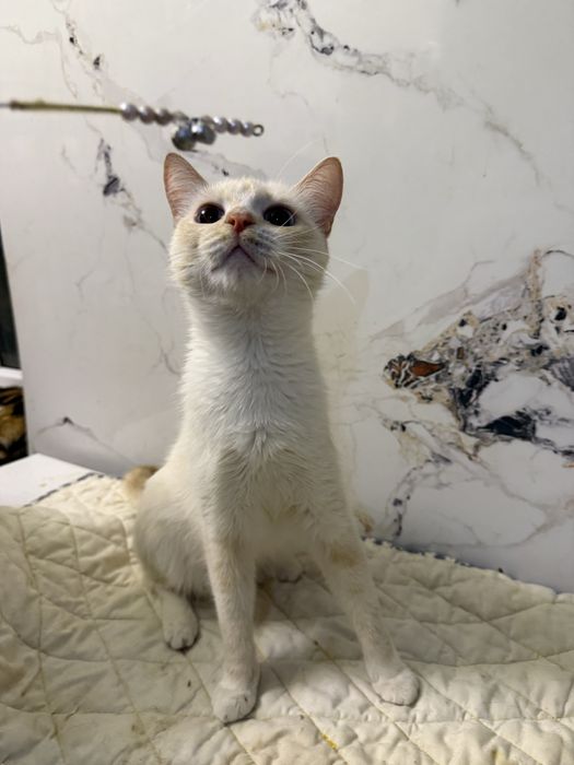 Кошка ЮКИ ищет семью.