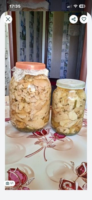 Соленые грибы вешанки