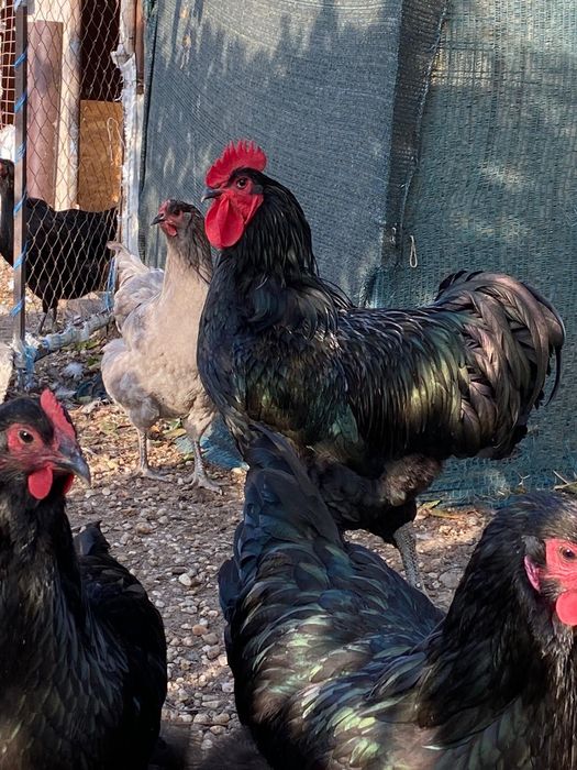 Vand oua de Jersy Giant