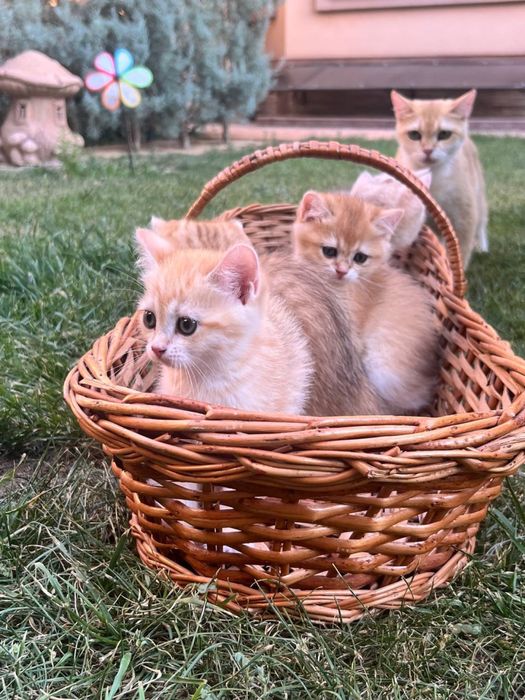 Продается золотой котёнок золотая Шиншилла Ny 11-12