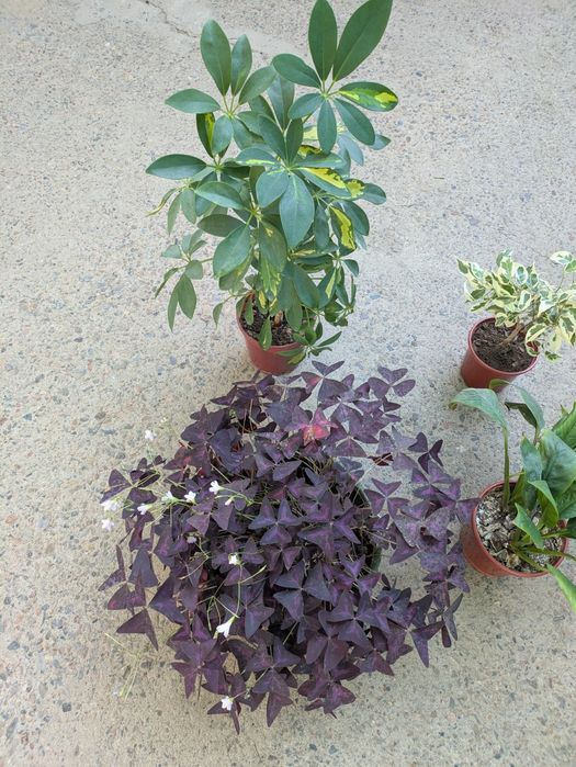 Комнатные растения срочно