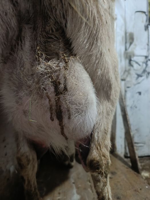 Козлята камори битал