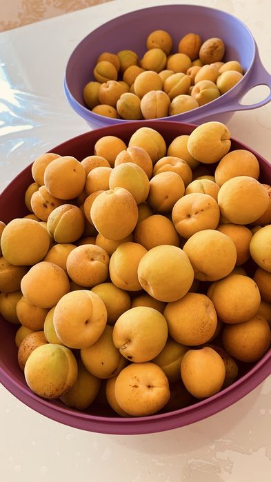 абрикос өзіміздің ауламыздан