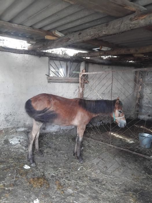 Продам согым жылкы