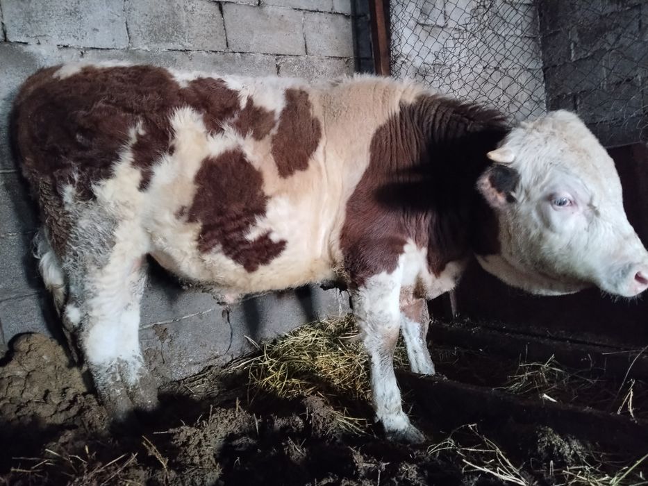 Бұқа, продам бычок