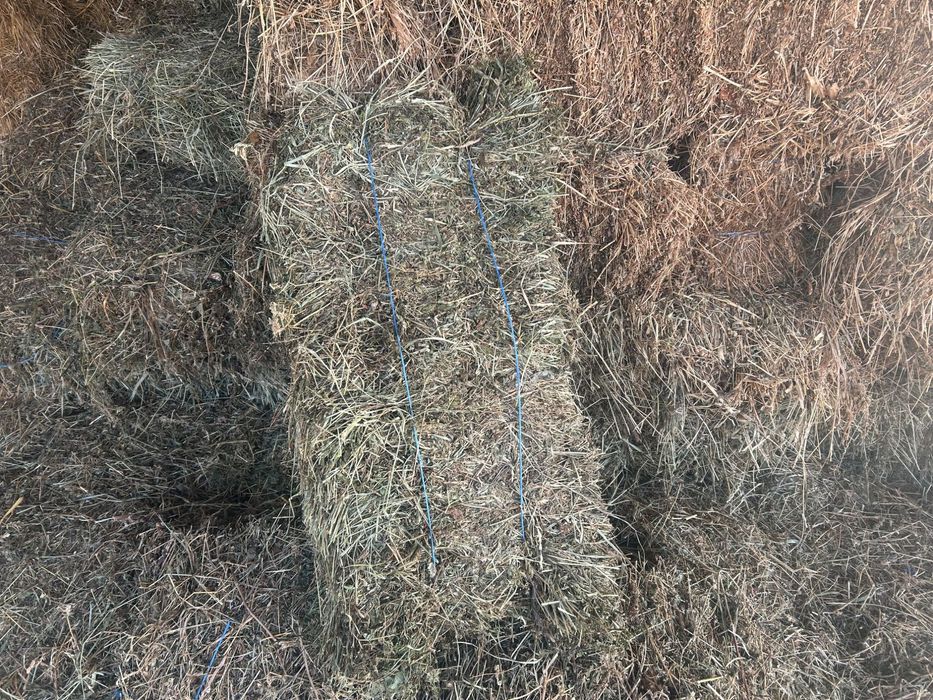 Vând baloți de lucernă