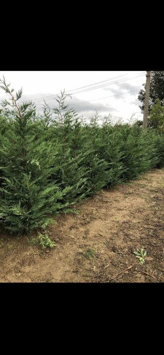Cupressus leylandi gard viu veșnic verde