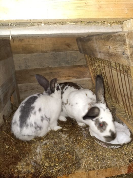 Продам домашних кроликов