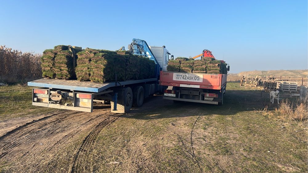 Рулонный дёрн луговой