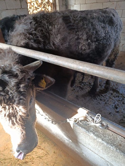 Продается бычки.   .