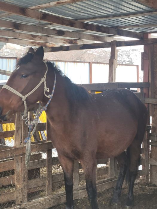 Буаз бие сатылады