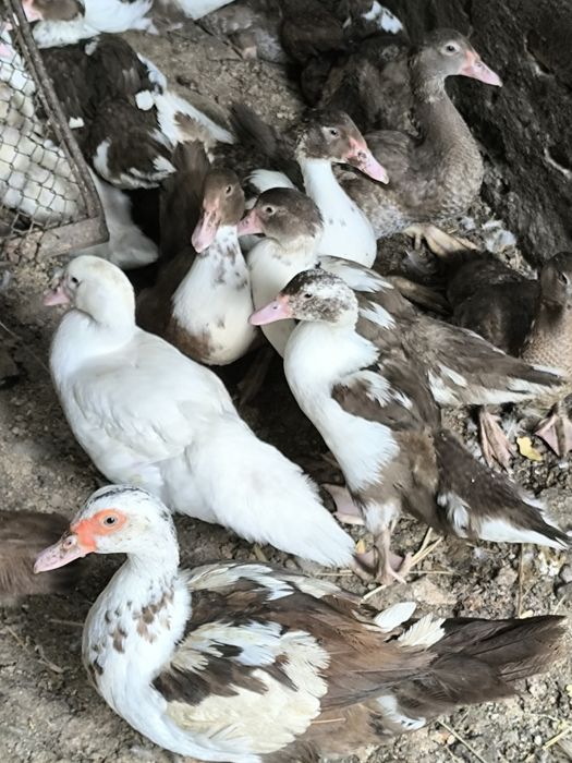 Продам индоуток и утят.