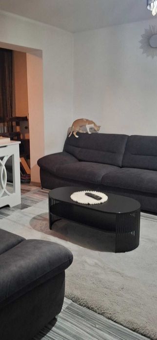 Masa Zinzit living