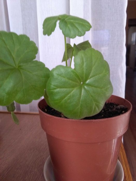 Герань (пеларгония)