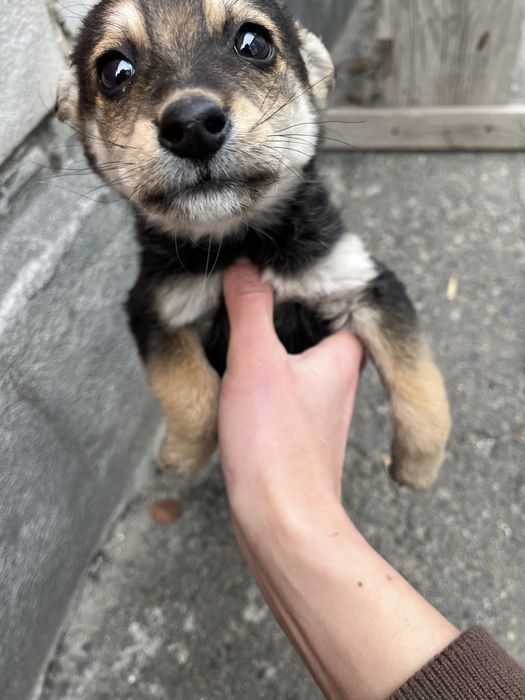 Отдам щенков в добрые руки