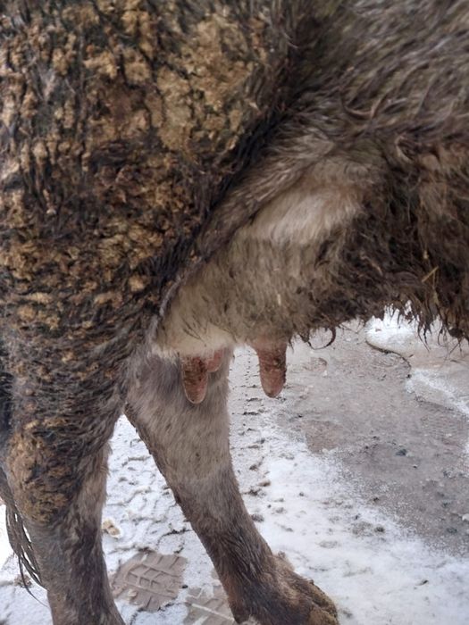 Сиыр сатам жуас