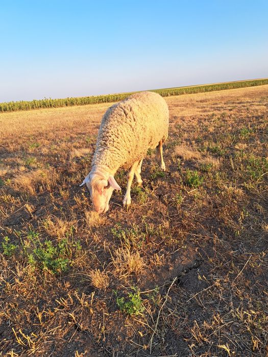 Oi assaf, lacaune si ille de France de vânzare.