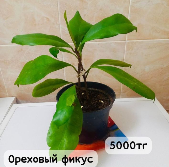 Комнатние растения