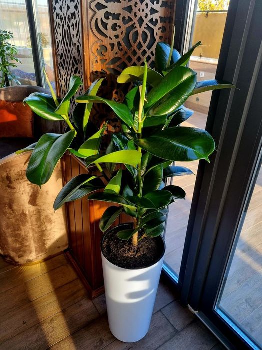 Офисные растения цветы. Оформление офисов, гостиниц цветами.