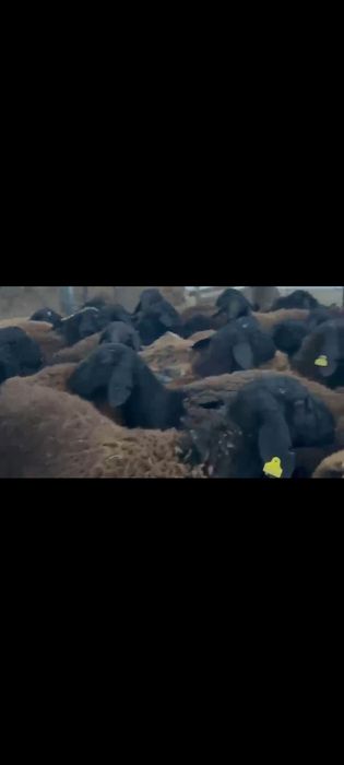 Qochqorlar bor naxtga