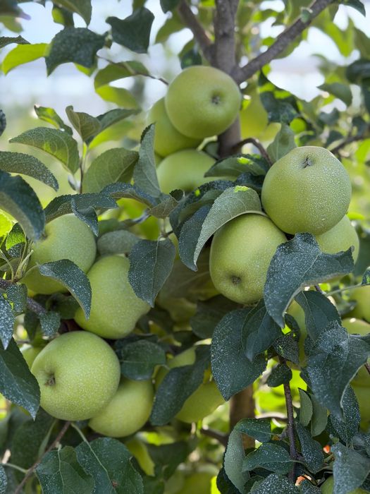 Продам яблоки оптом из интенсивного сада