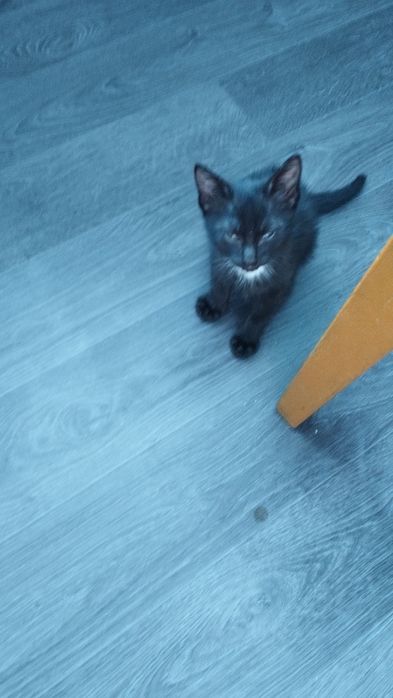 Отдам даром котят