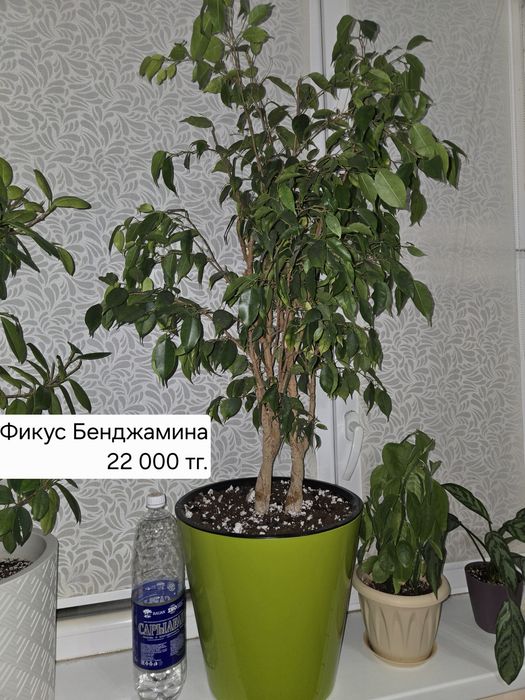 Комнатные ,здоровые цветы