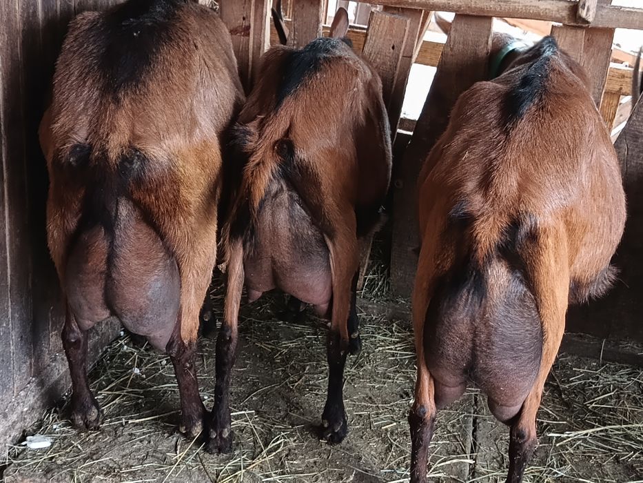 Lapte de capra alpina franceza!