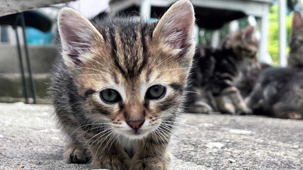 Подарявам котета