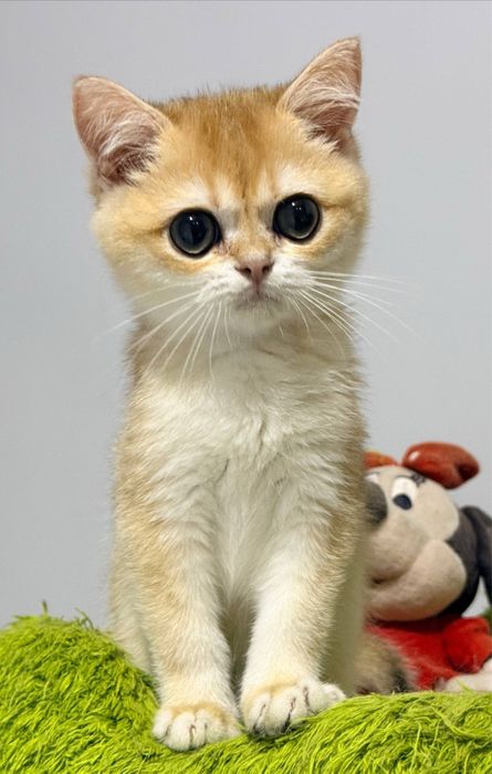 На продаже котенок с окрасом золотистой шиншиллы