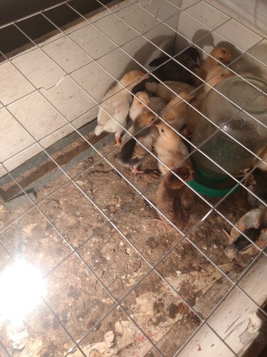 Цыплята домашние