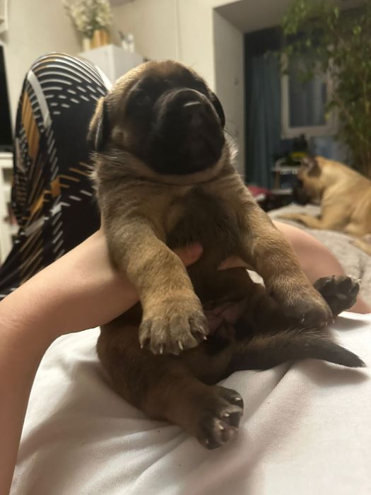 Продам щенков немце-корсо