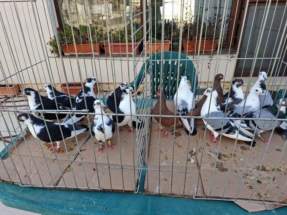 Vand porumbei voiajori capaciti si jucatori de Galati