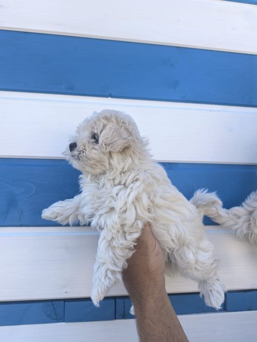 Fetiță bichon maltez mini toy deosebita