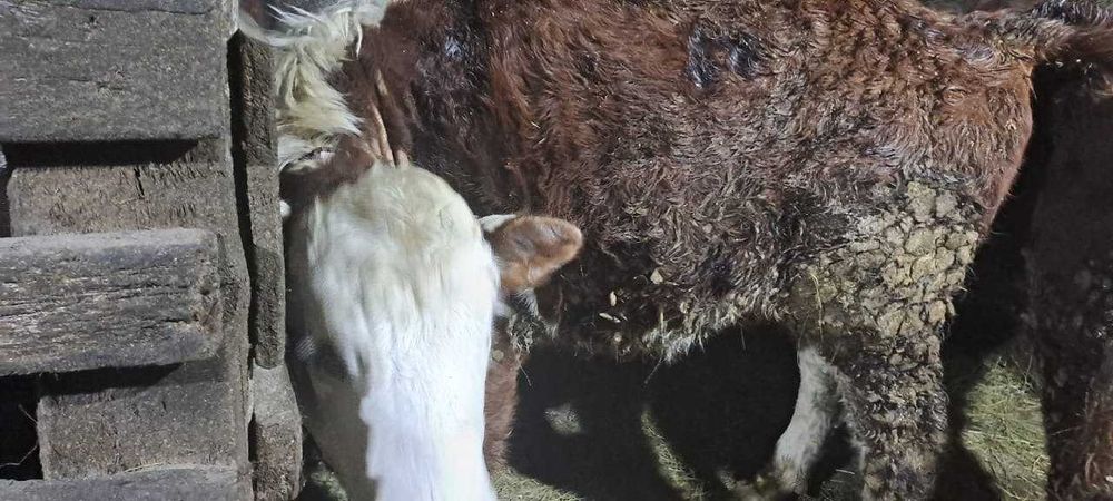 бык и телка 1 год