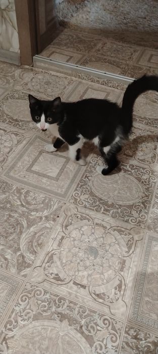 Котята мальчики ищут дом