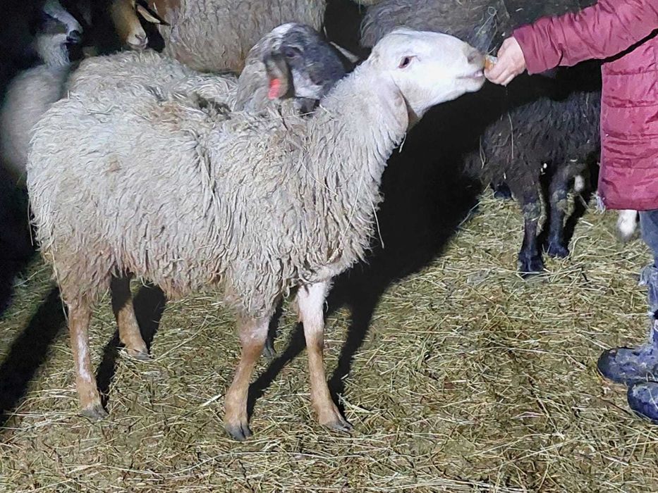 продам кошкарчика на племя