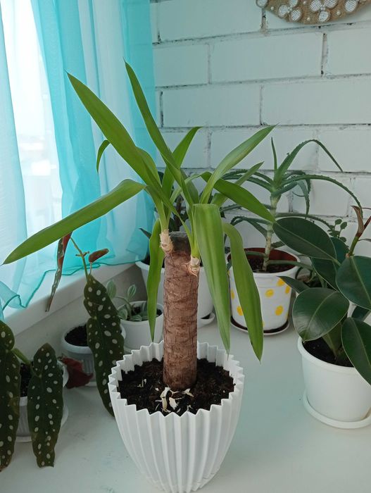 Красивые и Уютные Цветы в Ваш Дом