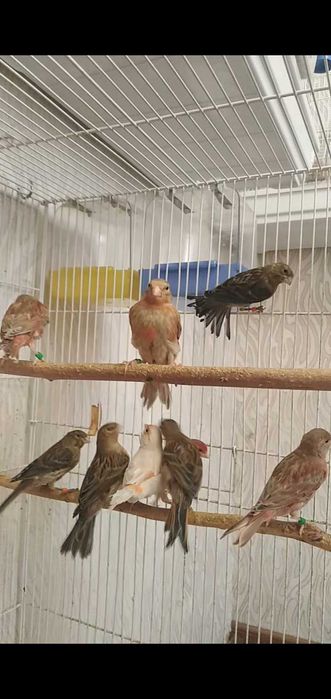 Канарейки певчие