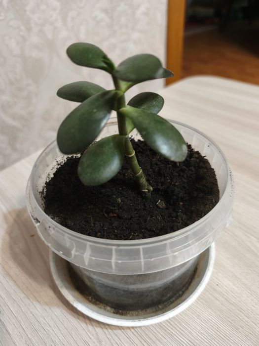 Цветок алоэ, лечебный