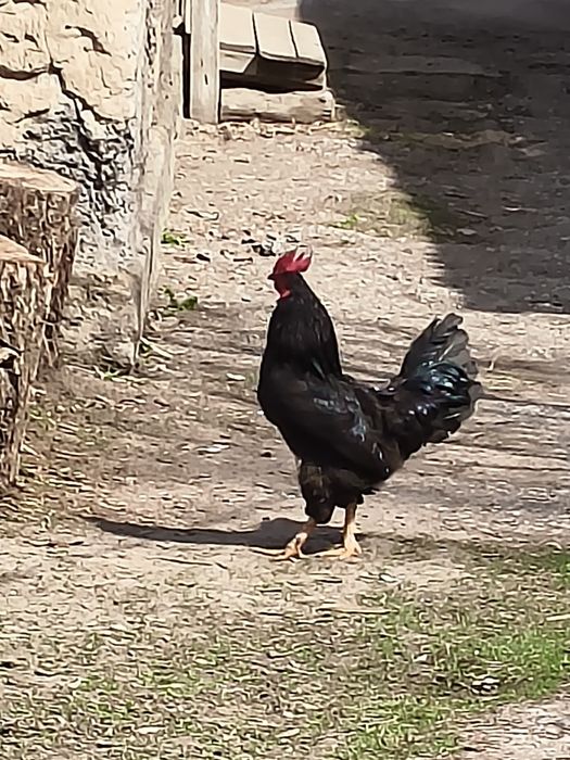 Продам домашних петухов