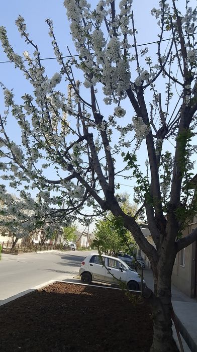 Daraxt kesish va Malakali Bogʻbon xizmati